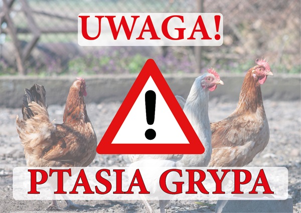 obraz na stronie UWAGA PTASIA GRYPA!