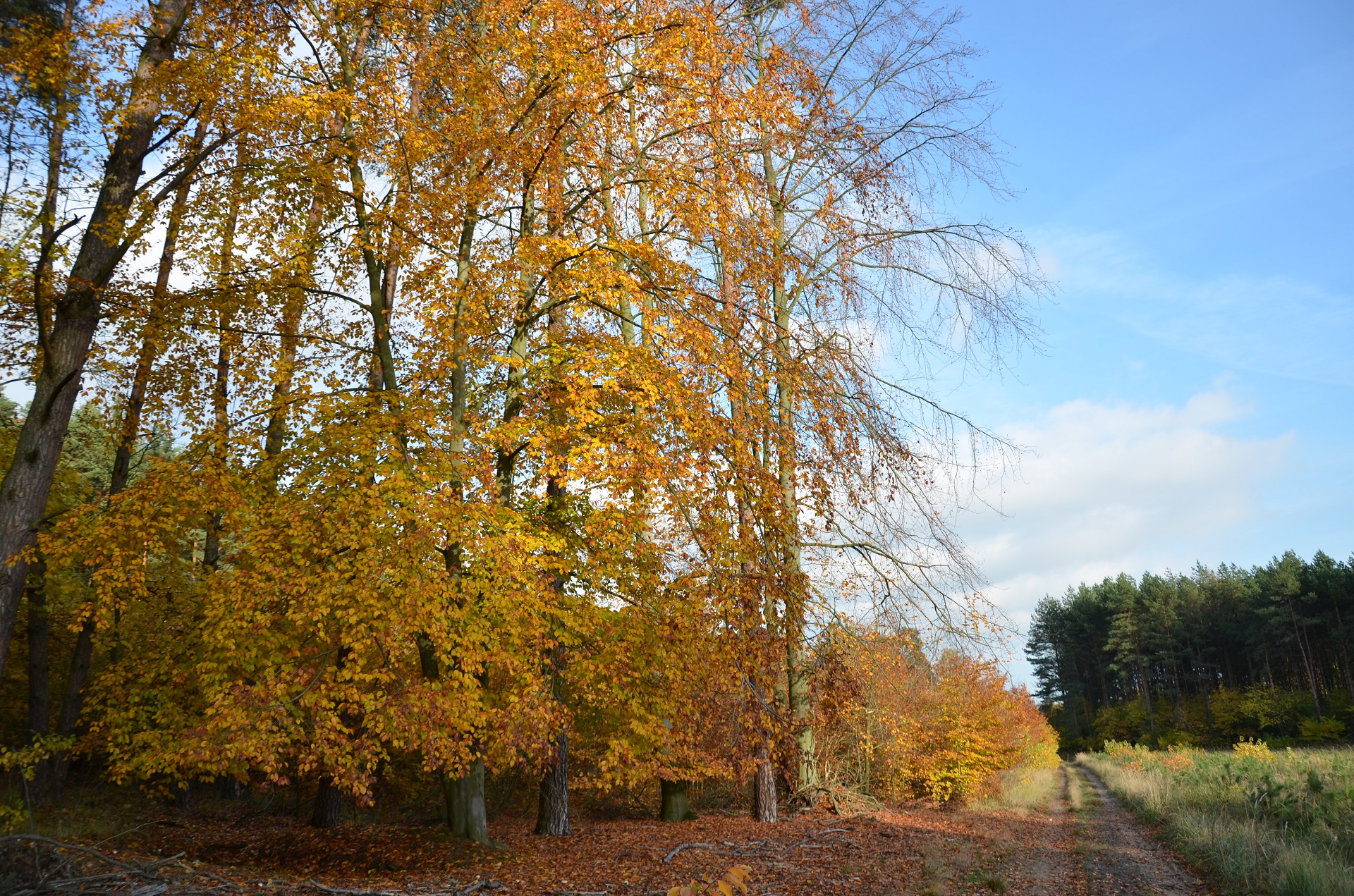 obrazek-w-tle na stronie 